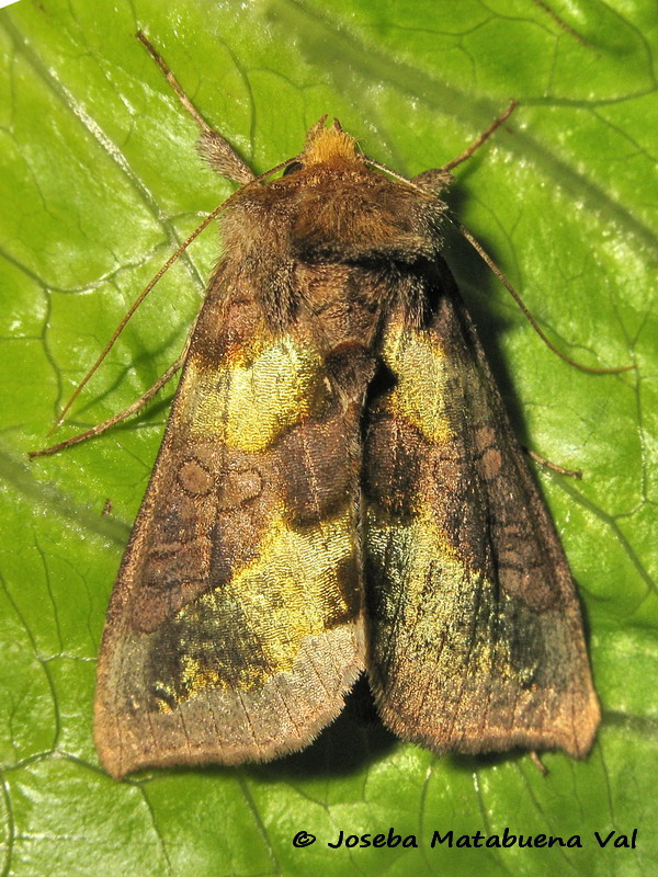 Diachrysia chrysitis - Noctuidae